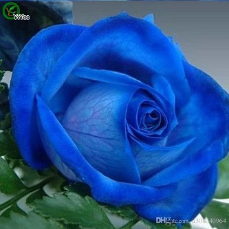 Picture of Global Imported Blue Roses Flower Seed - 25 Pcs Seeds