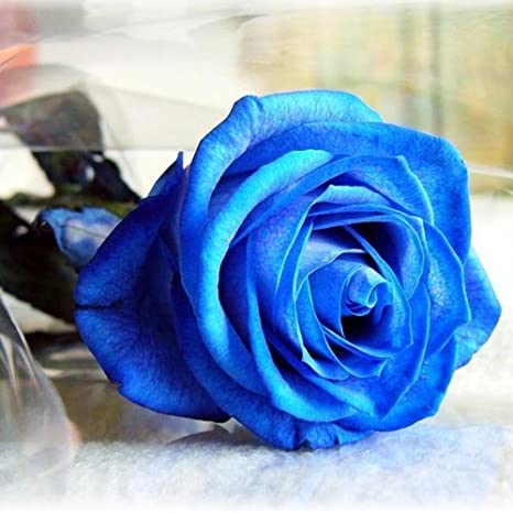 Picture of Global Imported Blue Roses Flower Seed - 25 Pcs Seeds