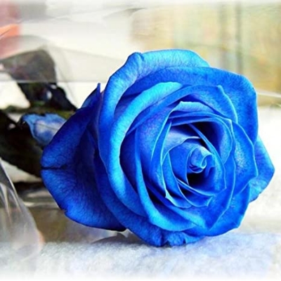 Picture of Global Imported Blue Roses Flower Seed - 25 Pcs Seeds