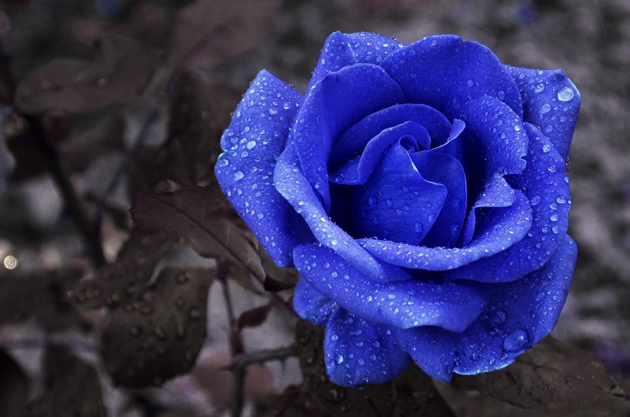 Picture of Global Imported Blue Roses Flower Seed - 25 Pcs Seeds