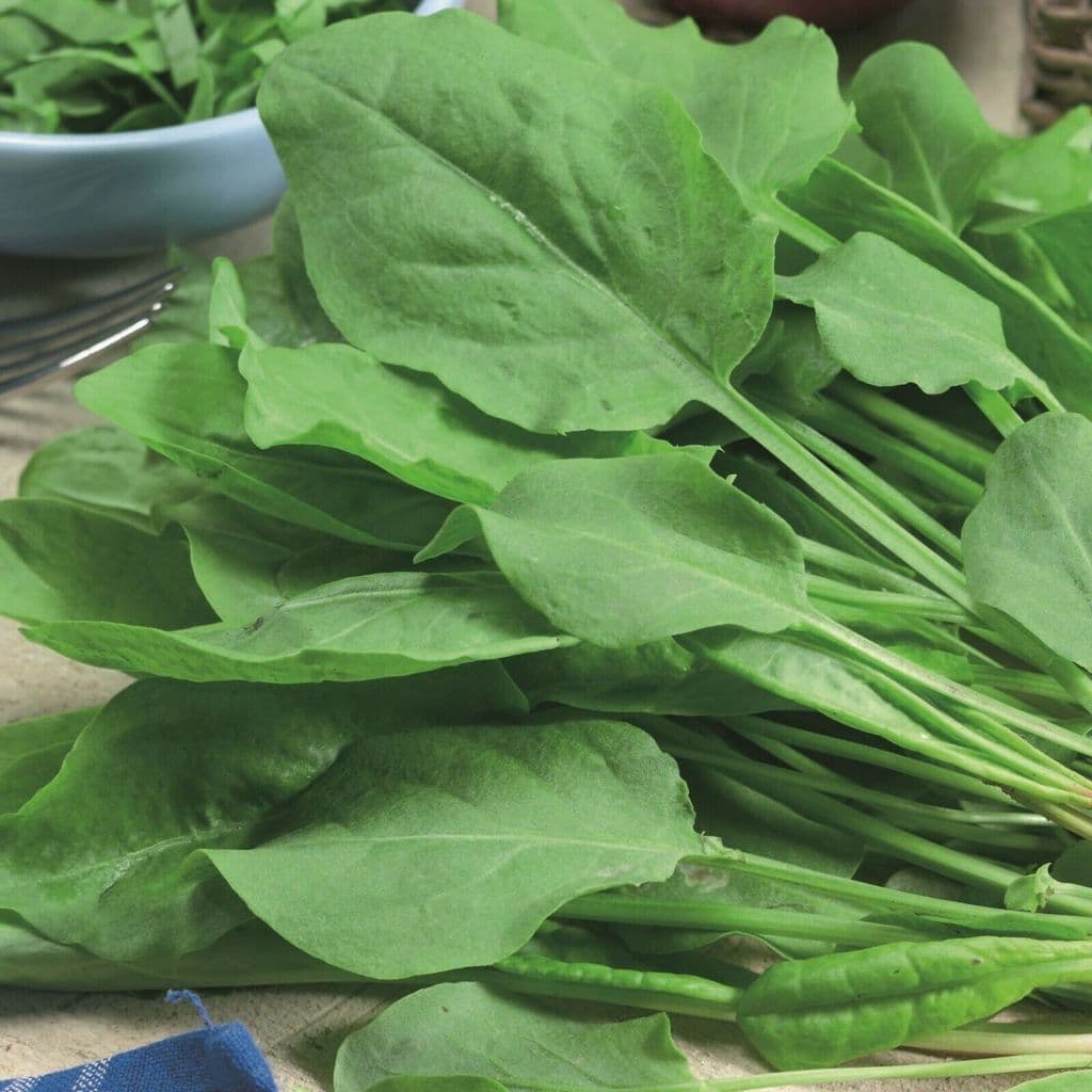 Picture of Natural Deshi Organic Palong Shak Seeds  - 50 Pcs Seeds
