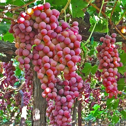 Picture of 10Pcs Sweet Red Pearl Raisin Grape Fruits Seeds Bonsai Orchard Sweet Grape seeds Farm Outdoor Bonsai Plants Potted for Home Garden Supplies-10Pcs seeds
