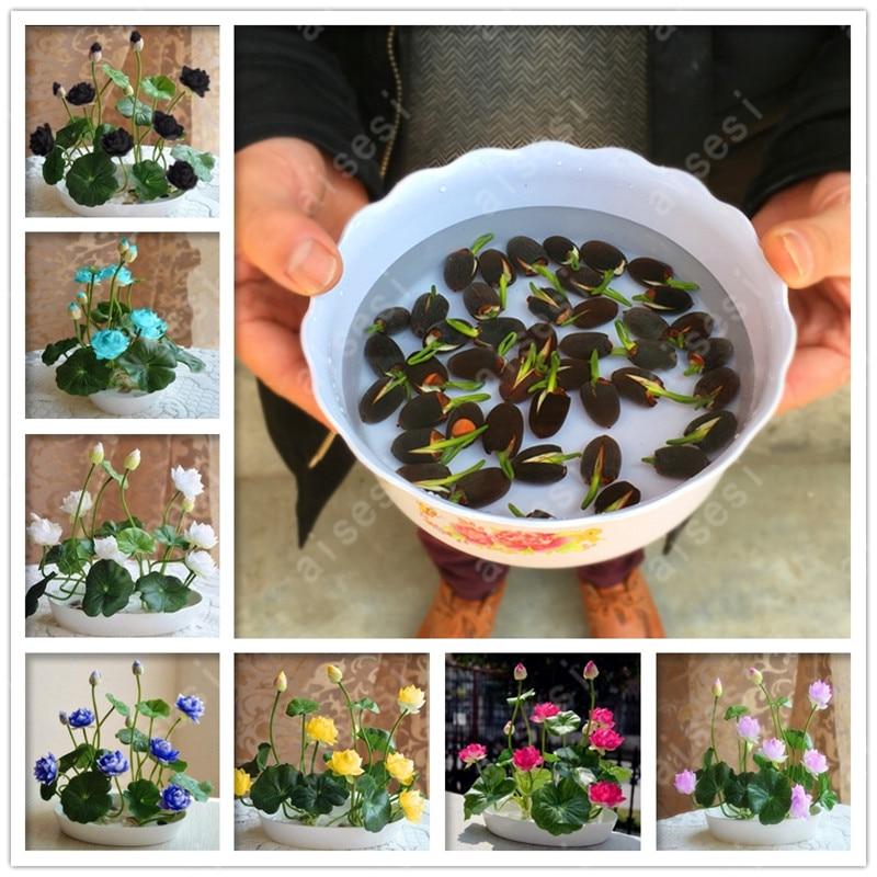 Picture of Japanese Lotus Flower Bonsai Seeds - 3 Pcs SeedS