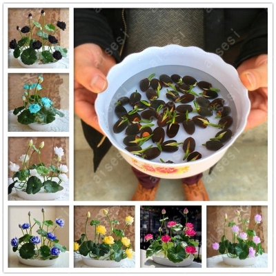 Picture of Japanese Lotus Flower Bonsai Seeds - 3 Pcs SeedS