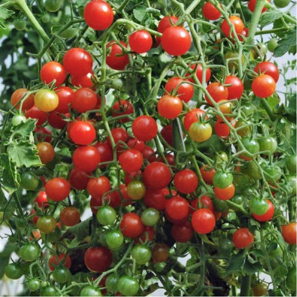 Picture of All Season Red Tomato Seeds - 30 Pcs Seeds