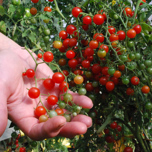 Picture of All Season Red Tomato Seeds - 30 Pcs Seeds