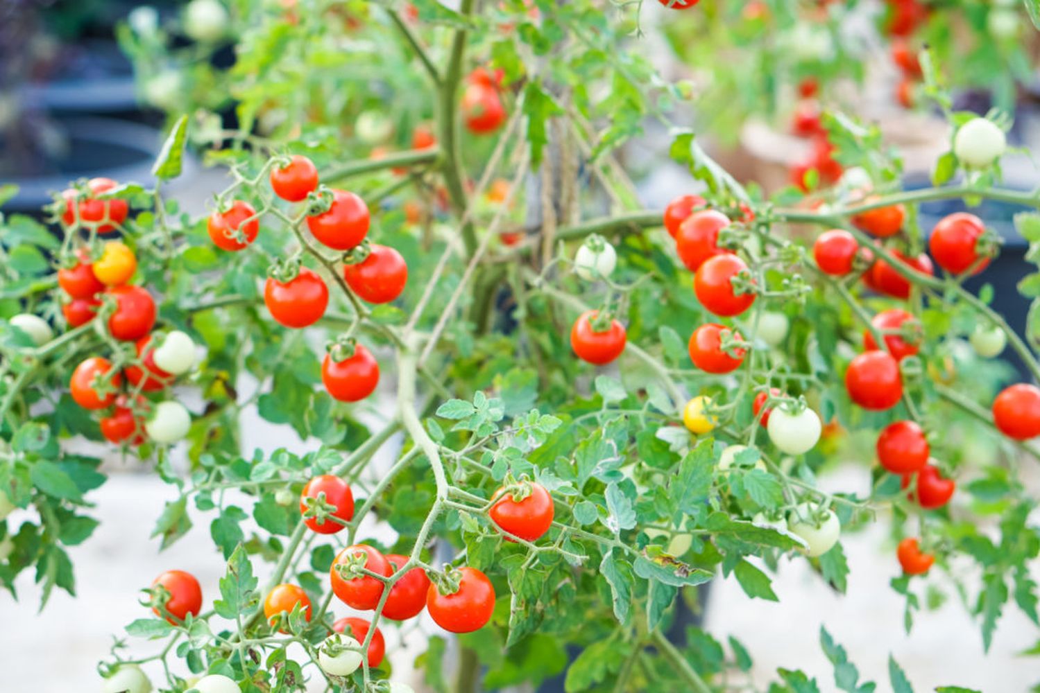 Picture of All Season Red Tomato Seeds - 30 Pcs Seeds