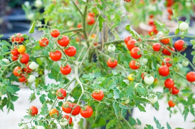 Picture of All Season Red Tomato Seeds - 30 Pcs Seeds