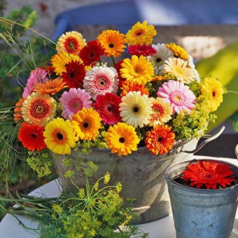 Picture of 20 Pcs Mix Zinnia Flowers Californian Seeds