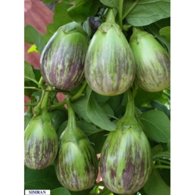 Picture of Global Organic Long Brinjal Seeds  - 15 Pcs Seeds