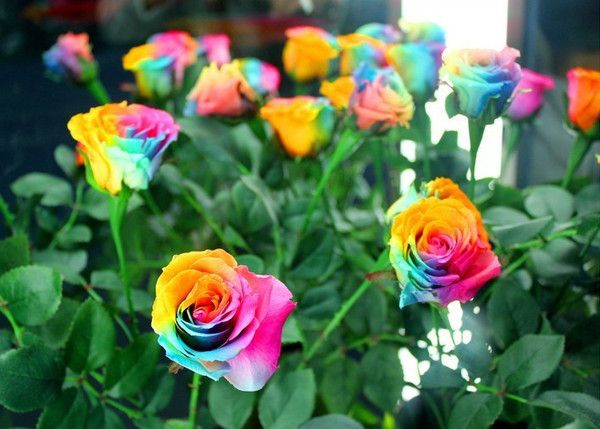 Picture of 20 Pcs All Season Mix Colour Roses Flower Tree Seeds - 20 Pcs Seeds