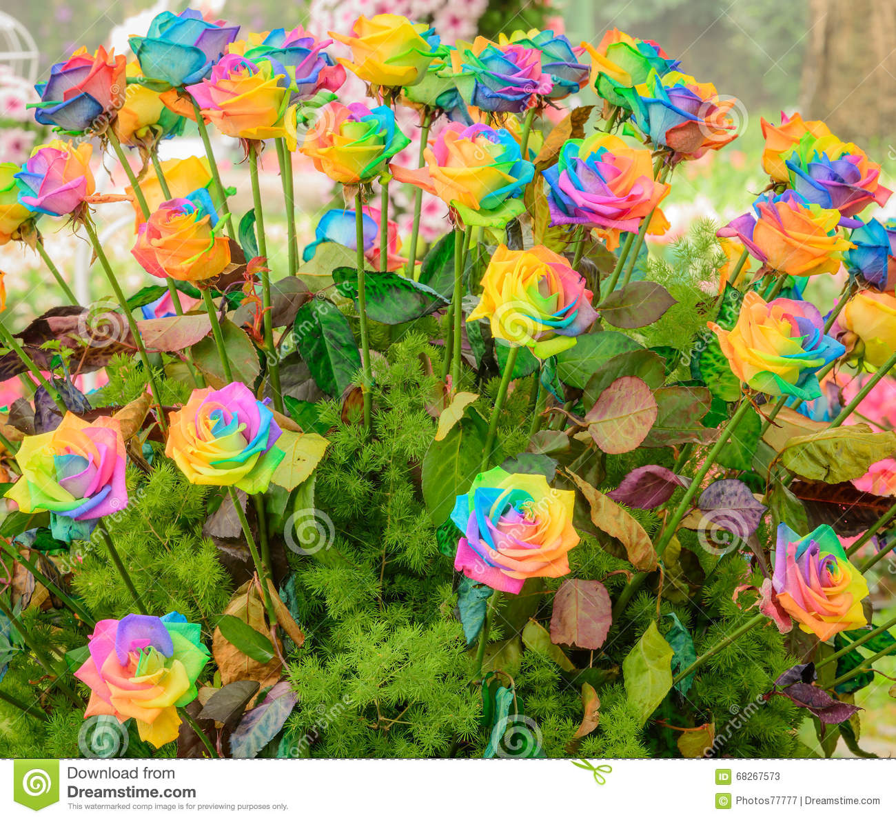 Picture of 20 Pcs All Season Mix Colour Roses Flower Tree Seeds - 20 Pcs Seeds