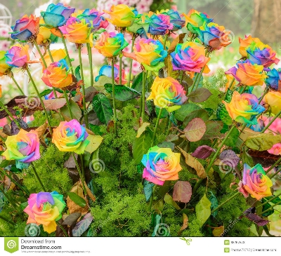 Picture of 20 Pcs All Season Mix Colour Roses Flower Tree Seeds - 20 Pcs Seeds