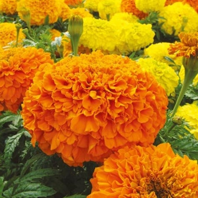 Picture of 20 Pcs Global Yellow Marigold Flower Bonsai Seeds