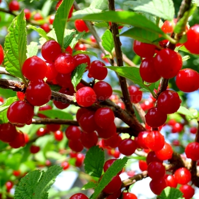 Picture of Australian Cherry Bonsai Tree Seeds -5 Pcs seeds