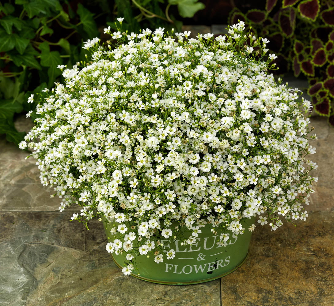 Picture of Japanese Gypsophila Flower Tree Seeds (Seeds) 100+ Pcs Seeds