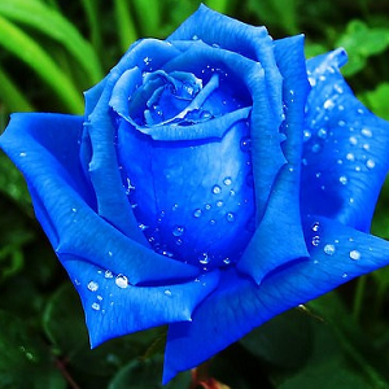 Picture of Global Imported Blue Roses Flower Seeds - 20 Pcs Seeds