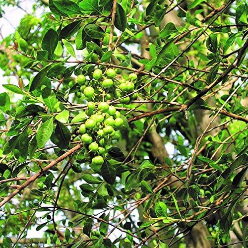 Picture of Organic Bonsai Mehendi Tree Seeds - 50 Pcs Seeds