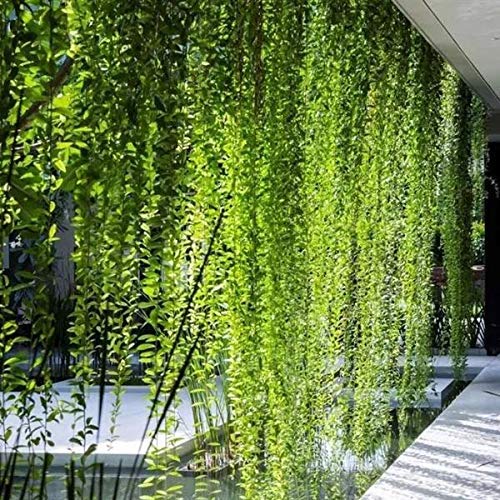 Picture of 15pcs Creeper Flower Seeds