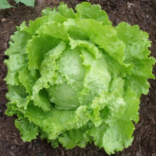 Picture of intake pack 50Pcs Letus seeds  Product Type:Bonsai Size:Mini Size:Large Size:Small Size:Medium Flowerpot:Excluded Cultivating Difficulty Degree:Very Easy Applicable Constellation:Sagittarius Style:Perennial Type:Foliage Plants Climate:Temperate Full-bloom