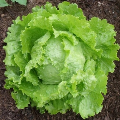 Picture of intake pack 50Pcs Letus seeds  Product Type:Bonsai Size:Mini Size:Large Size:Small Size:Medium Flowerpot:Excluded Cultivating Difficulty Degree:Very Easy Applicable Constellation:Sagittarius Style:Perennial Type:Foliage Plants Climate:Temperate Full-bloom