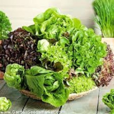 Picture of intake pack 50Pcs Letus seeds  Product Type:Bonsai Size:Mini Size:Large Size:Small Size:Medium Flowerpot:Excluded Cultivating Difficulty Degree:Very Easy Applicable Constellation:Sagittarius Style:Perennial Type:Foliage Plants Climate:Temperate Full-bloom