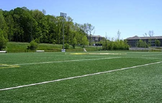 Picture of Imported Sports and Field Grass  - 200+ Pcs seeds