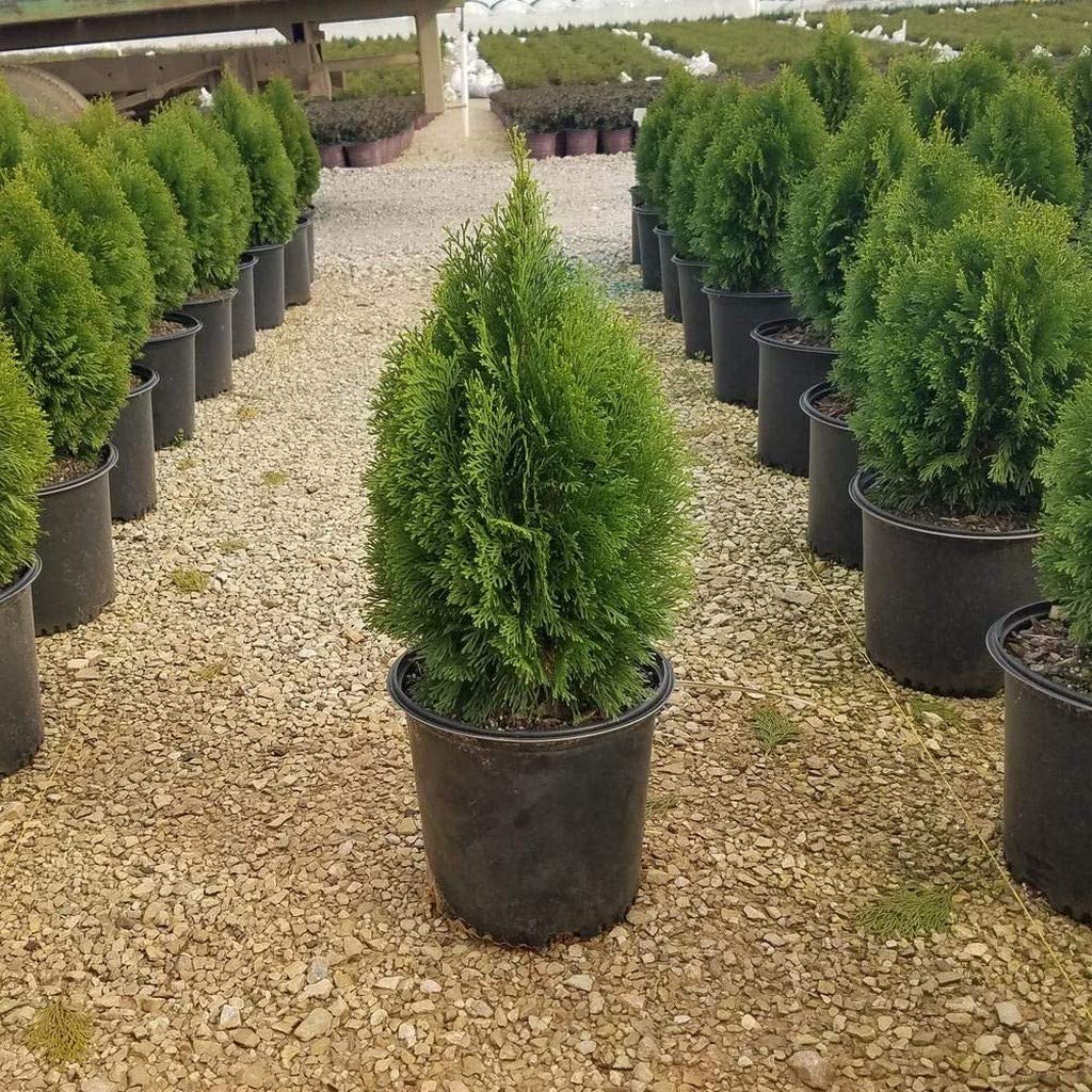 Picture of The seed of the Zhou tree 50 pcs global seeds