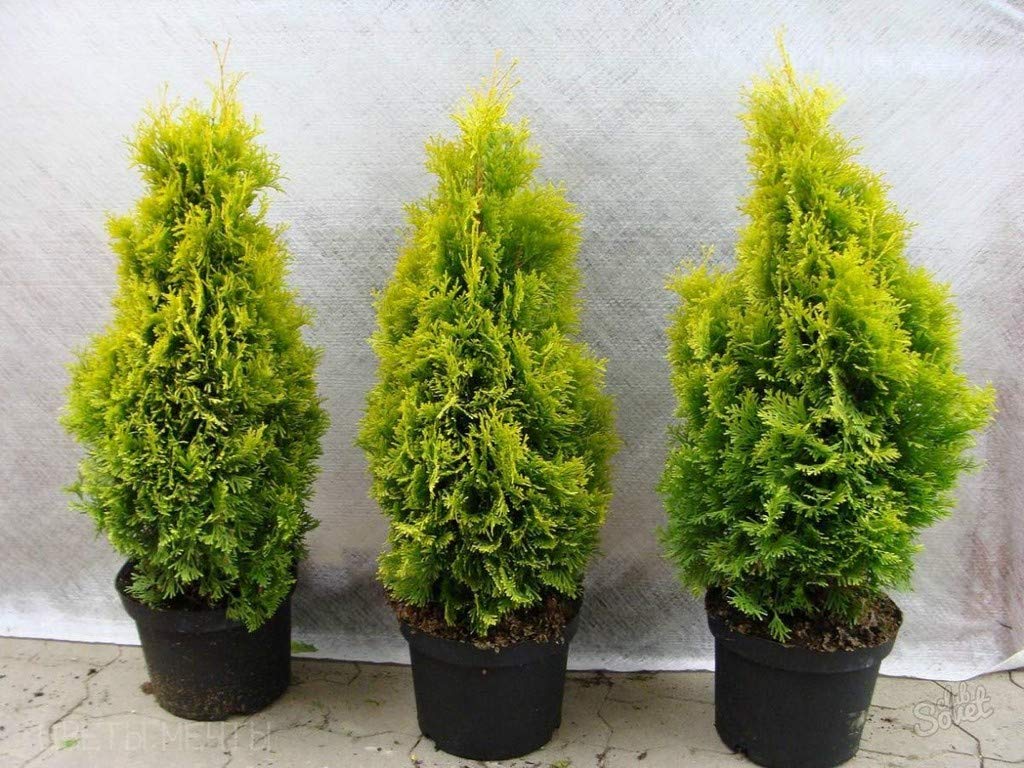 Picture of The seed of the Zhou tree 50 pcs global seeds