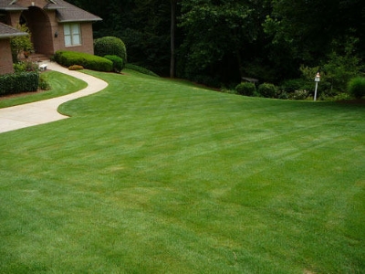 Picture of Lawn Grass-200pcs seeds  Type:Courtyard Plant seeds Applicable Constellation:Taurus Flowerpot:Excluded Cultivating Difficulty Degree:Very Easy Function:Refreshing Classification:Novel Plant Use:Outdoor Plants Style:Annual Climate:Temperate Location:Courty
