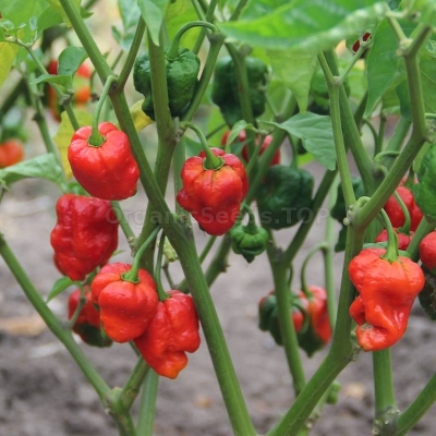 Picture of Beijing sweet pepper bonsai 20pcs Vegetable bonsai seeds only- 20Pcs seeds