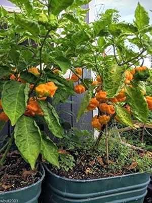 Picture of Pepper Seeds Hottest Pepper Plants World Hottest Pepper Chili Pepper Plants Home Garden -30Pcs seeds :