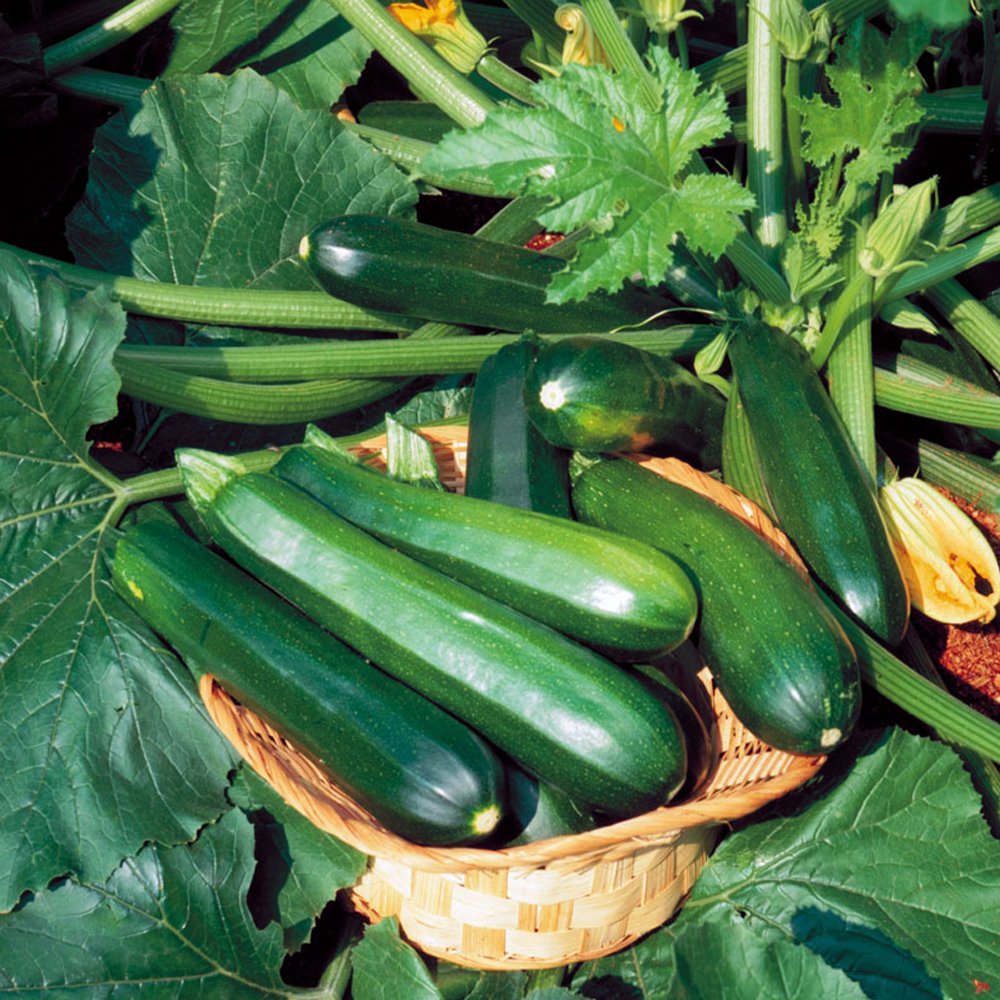 Picture of  Green Squash Seeds 5pcs Intake Pack