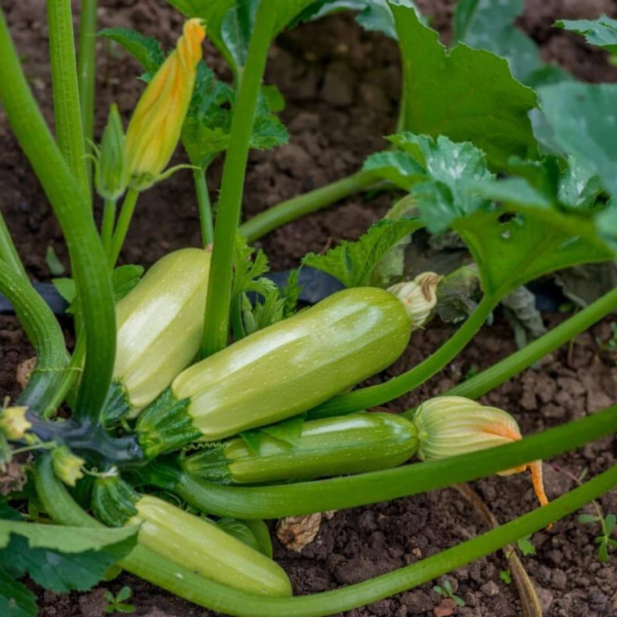 Picture of  Green Squash Seeds 5pcs Intake Pack