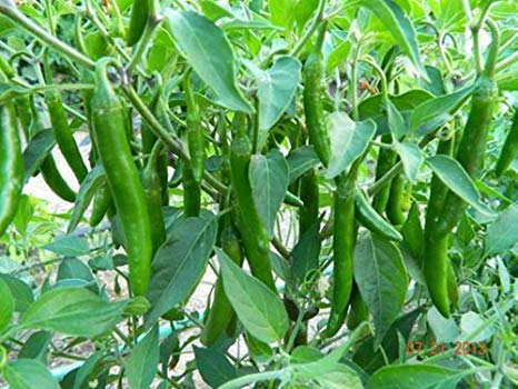 Picture of Jing Cai Zi Pepper bonsai 50 Pcs organic vegetable bonsais- 50Pcs seeds  Product Type:Bonsai Cultivating Difficulty Degree:Very Easy Style:Annual Flowerpot:Excluded Size:Mini Function:Interest Location:Courtyard Model Number:001 Classification:Mini Garden