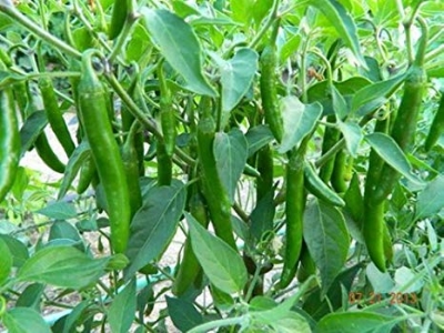 Picture of Jing Cai Zi Pepper bonsai 50 Pcs organic vegetable bonsais- 50Pcs seeds  Product Type:Bonsai Cultivating Difficulty Degree:Very Easy Style:Annual Flowerpot:Excluded Size:Mini Function:Interest Location:Courtyard Model Number:001 Classification:Mini Garden