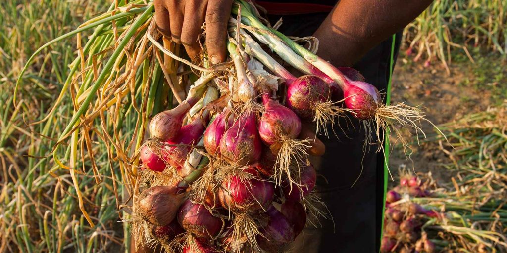Picture of Imported F1 Hybrid Spring Cut Bunching Onion Seeds - 100 Piece  Spring onions are an excellent source of vitamin C and calcium. They are also a good source of dietary fibre and vitamins A and B6, thiamine, folate and minerals (potassium, copper, chromium,