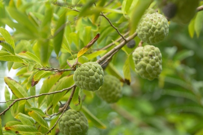 Picture of Sharifa Tree Seeds -10 Pcs seeds  Product Type:Bonsai Cultivating Difficulty Degree:Very Easy Flowerpot:Excluded Applicable Constellation:Pisces Location:Courtyard Climate:Temperate Brand Name:Mesprout Classification:Mini Garden Model Number:Apple Use:Out