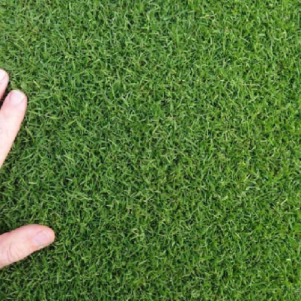 Picture of Imported Sports and Field Grass Seeds - 300+  Elephant grass is a major tropical grass. It is one of the highest yielding tropical grasses. It is a very versatile species