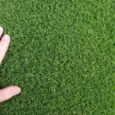 Picture of Imported Sports and Field Grass Seeds - 300+  Elephant grass is a major tropical grass. It is one of the highest yielding tropical grasses. It is a very versatile species