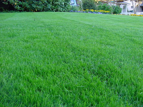 Picture of Imported Sports and Field Grass Seeds - 300+  Elephant grass is a major tropical grass. It is one of the highest yielding tropical grasses. It is a very versatile species
