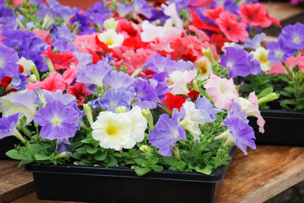 Picture of Petunia flower  - 40 Seeds