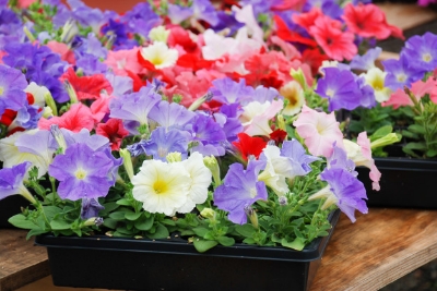 Picture of Petunia flower  - 40 Seeds