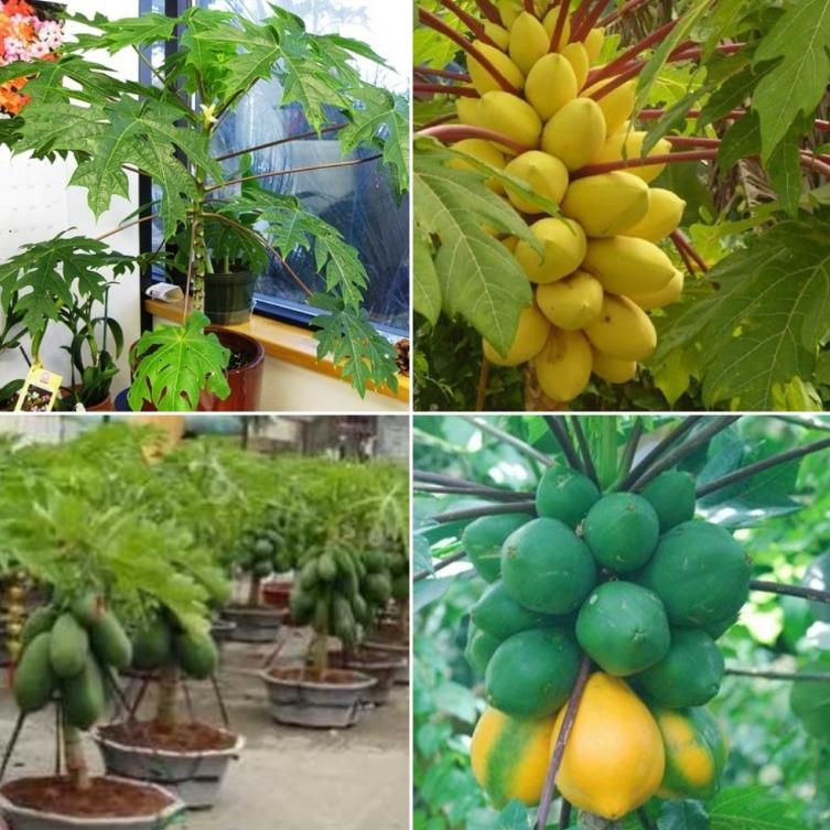 Picture of 10+ Papaya seeds