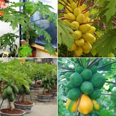 Picture of 10+ Papaya seeds