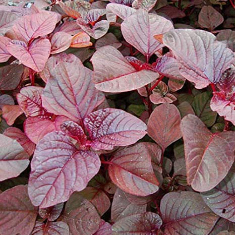 Picture of Red Vegetable Seed - Perennial Hybrid 10g Seed  High quality seeds of perennial hybrid variety. Biz's intake packet. About 100% germination rate. Easy to cultivate on small scale in the roof garden or balcony of his family It is possible to meet the deman