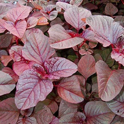Picture of Red Vegetable Seed - Perennial Hybrid 10g Seed  High quality seeds of perennial hybrid variety. Biz's intake packet. About 100% germination rate. Easy to cultivate on small scale in the roof garden or balcony of his family It is possible to meet the deman