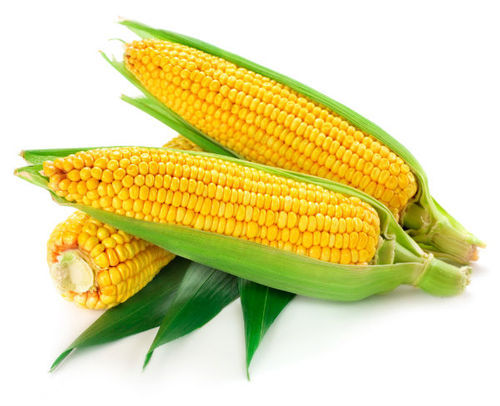 Picture of Global Corn Seeds- 30Pcs seeds  Product Type:Bonsai Cultivating Difficulty Degree:Very Easy Flowerpot:Excluded Applicable Constellation:Pisces Location:Courtyard Climate:Temperate Brand Name:Mesprout Classification:Mini Garden Use:Outdoor Plants Type:Herb