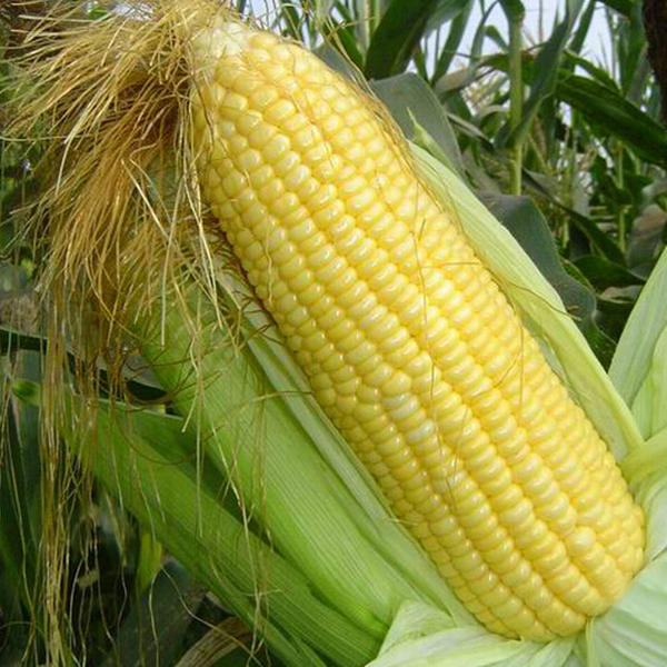 Picture of Global Corn Seeds- 30Pcs seeds  Product Type:Bonsai Cultivating Difficulty Degree:Very Easy Flowerpot:Excluded Applicable Constellation:Pisces Location:Courtyard Climate:Temperate Brand Name:Mesprout Classification:Mini Garden Use:Outdoor Plants Type:Herb