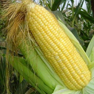Picture of Global Corn Seeds- 30Pcs seeds  Product Type:Bonsai Cultivating Difficulty Degree:Very Easy Flowerpot:Excluded Applicable Constellation:Pisces Location:Courtyard Climate:Temperate Brand Name:Mesprout Classification:Mini Garden Use:Outdoor Plants Type:Herb